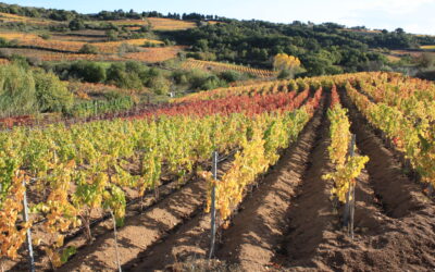 Mandrolisai, cuore della Sardegna: vini e prodotti in un paesaggio rurale al centro dell’Isola