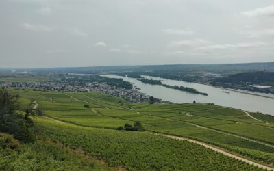 Vino ed enoturismo nella regione vinicola Rheingau in Germania